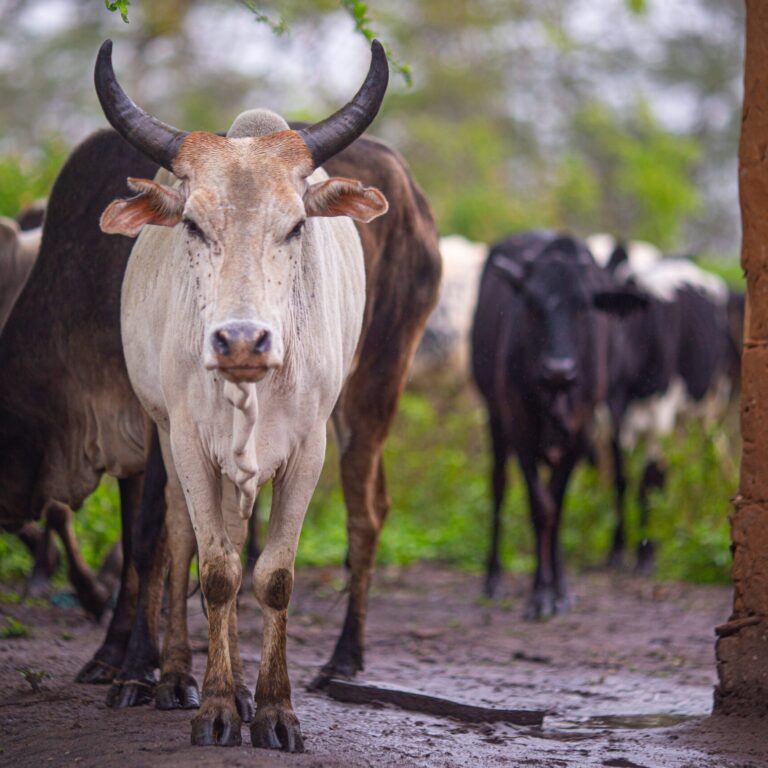 pexels-žaneta-mišutová-17292344